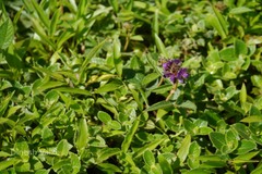 Flemingia nilgheriensis